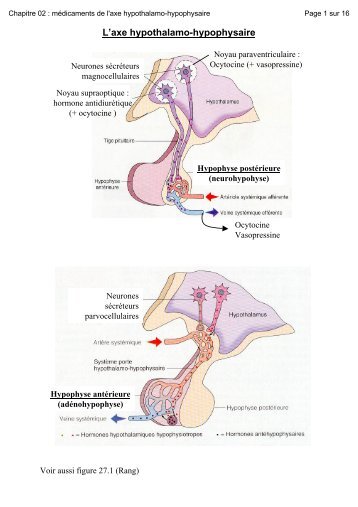 L'axe hypothalamo-hypophysaire - UCL-Bruxelles, Belgique