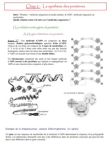 Chap.2 : La synthèse des protéines - SOS-SVT. Cours SVT