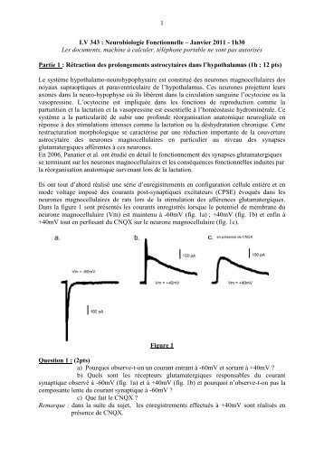 1 LV 343 : Neurobiologie Fonctionnelle – Janvier 2011 - 1h30 Les ...