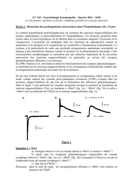 1 LV 343 : Neurobiologie Fonctionnelle – Janvier 2011 - 1h30 Les ...