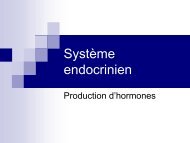 Système endocrinien