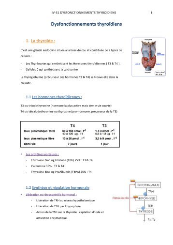 50-Dysfonctionnements thyroidiens - PharmaEtudes