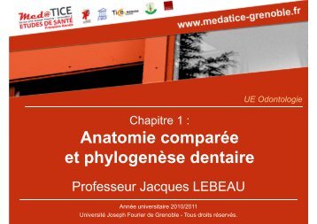 Anatomie comparée et phylogenèse dentaire - Université Virtuelle ...