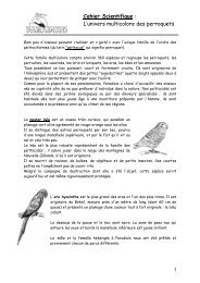 L'univers coloré des perroquets (PDF) - Pairi Daiza