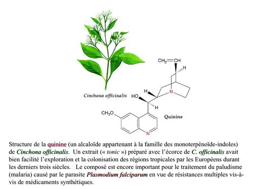 métabolites primaires - ovoids