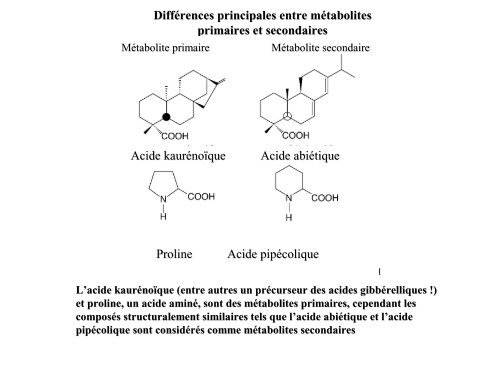 métabolites primaires - ovoids