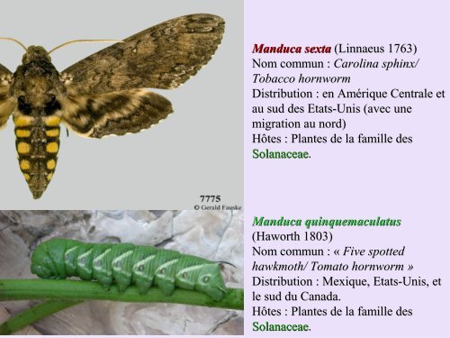 métabolites primaires - ovoids