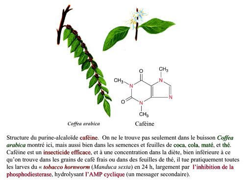 métabolites primaires - ovoids