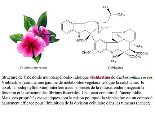 métabolites primaires - ovoids