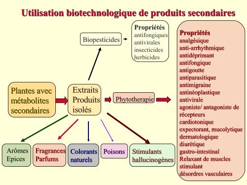 métabolites primaires - ovoids