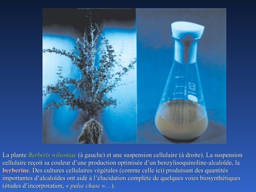 métabolites primaires - ovoids