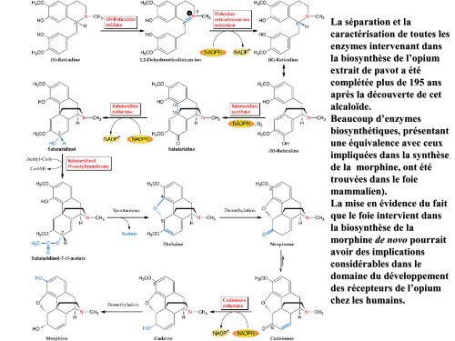 métabolites primaires - ovoids