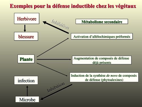 métabolites primaires - ovoids