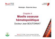 Moelle osseuse hématopoïétique Histologie