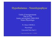Hypothalamus - Neurohypophyse