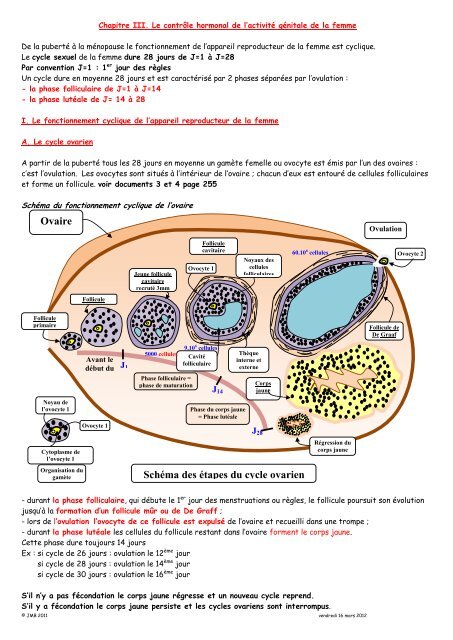 Ovaire Schéma des étapes du cycle ovarien