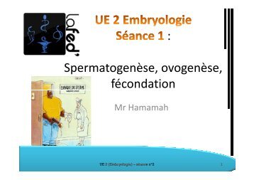 : Spermatogenèse, ovogenèse, fécondation - La Fed