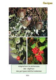 Adaptation à la sécheresse - La Garrigue Botanique