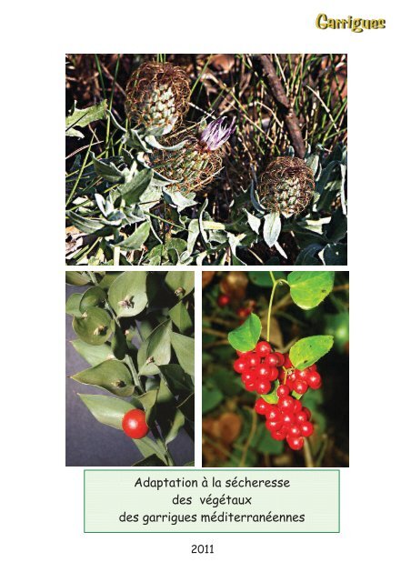 Adaptation à la sécheresse - La Garrigue Botanique