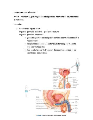Le système reproducteur À voir – Anatomie, gamétogenèse et ...