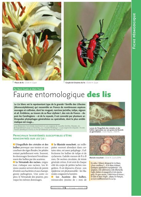 Insectes des lis / Insectes n° 149