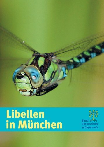 Libellen in München (1,3 MB, PDF)