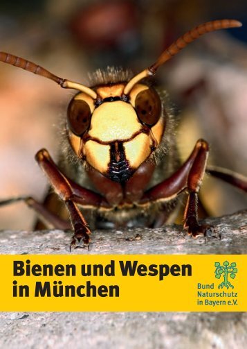 Broschüre "Bienen und Wespen in München" - Bund Naturschutz