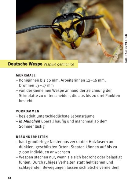 Broschüre "Bienen und Wespen in München" - Bund Naturschutz