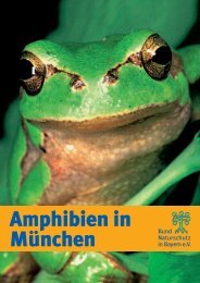 Amphibien in München - Bund Naturschutz