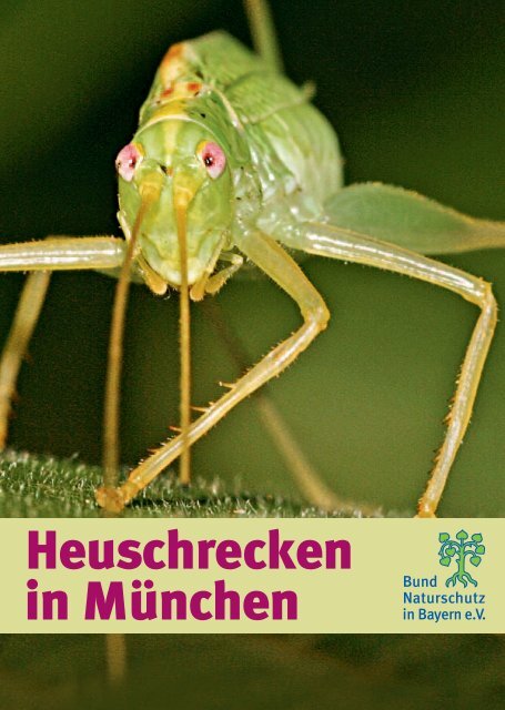 Heuschrecken in München - Bund Naturschutz