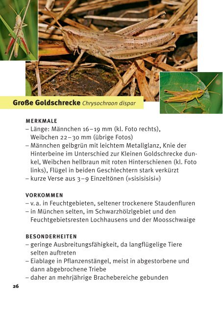 Heuschrecken in München - Bund Naturschutz