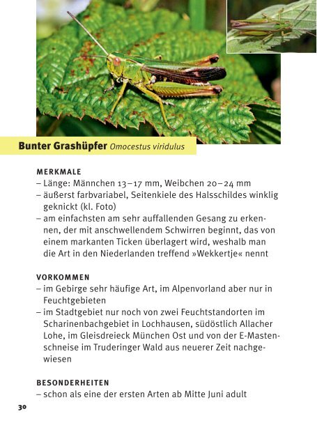 Heuschrecken in München - Bund Naturschutz