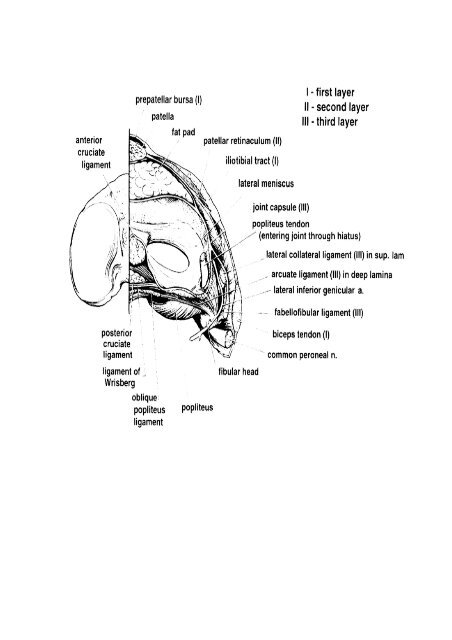 Read More - Bonefix