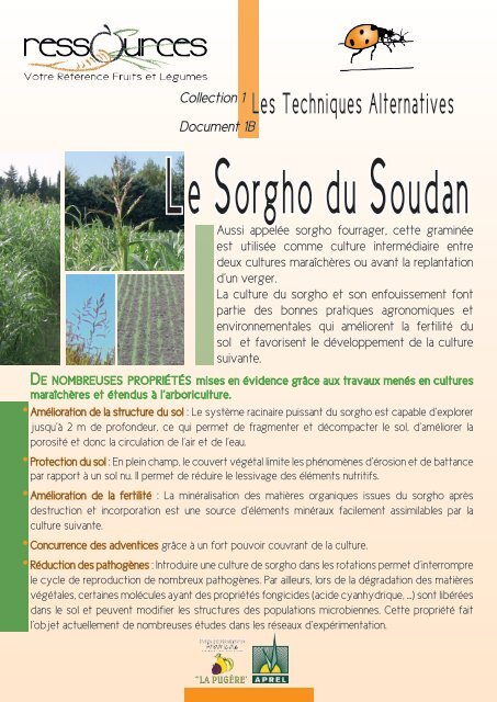 Engrais vert : Sorgho du Soudan