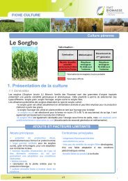 Le Sorgho - Biomasse-territoire.info
