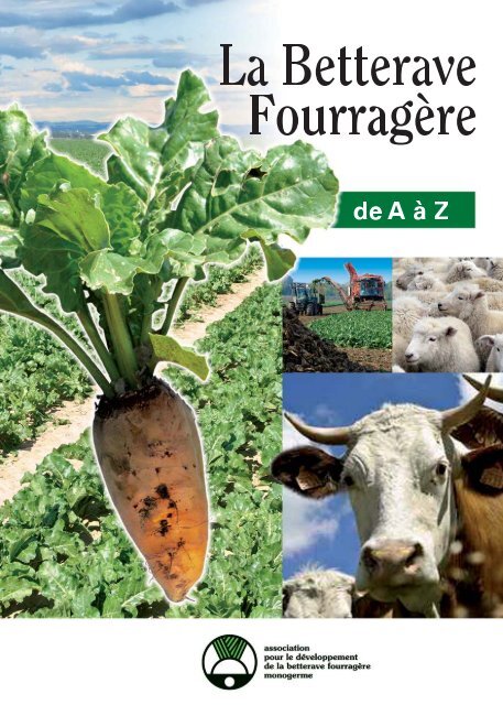 La Betterave Fourragere De A A Z