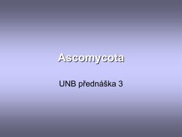 Ascomycota