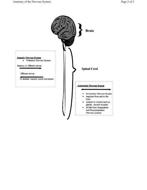 Biology 30 Anatomy of the Nervous System - Bow Valley College