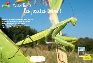 Dossier Cherchons les petites bêtes - Fête de la Nature