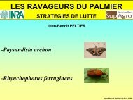 ravageur du palmier2.. - Eze