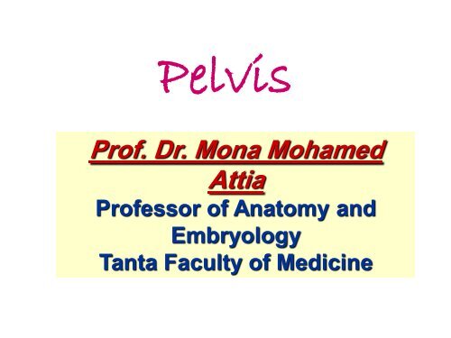 Pelvis lectures.pdf