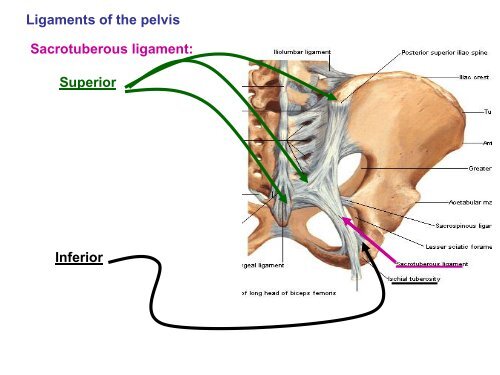 Pelvis lectures.pdf