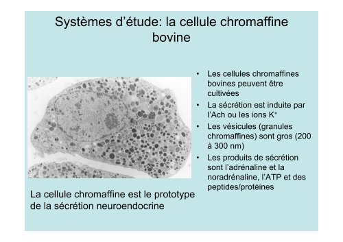 Description de l'exocytose - Laboratoire Matière et Systèmes ...