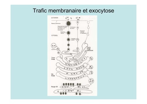 Description de l'exocytose - Laboratoire Matière et Systèmes ...