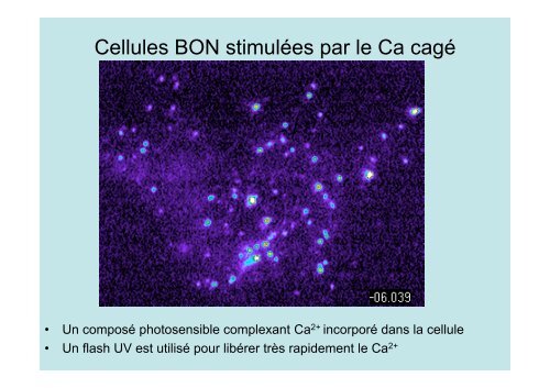 Description de l'exocytose - Laboratoire Matière et Systèmes ...