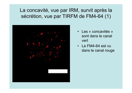 Description de l'exocytose - Laboratoire Matière et Systèmes ...