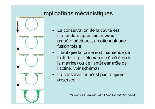 Description de l'exocytose - Laboratoire Matière et Systèmes ...