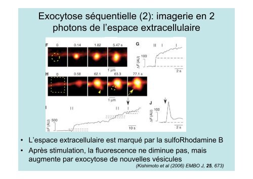 Description de l'exocytose - Laboratoire Matière et Systèmes ...