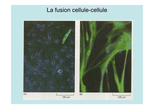 Description de l'exocytose - Laboratoire Matière et Systèmes ...