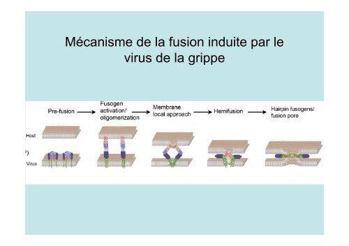 Description de l'exocytose - Laboratoire Matière et Systèmes ...